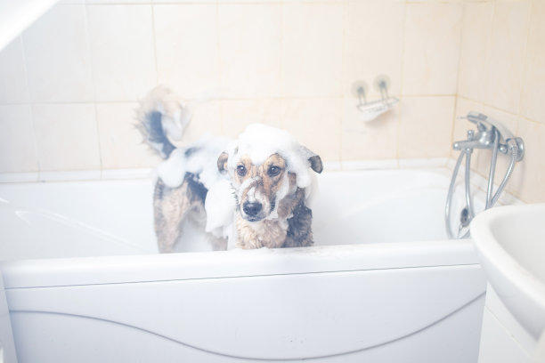 一只狗正在用肥皂和水洗澡图片下载