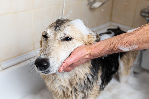 一只狗正在用肥皂和水洗澡图片下载