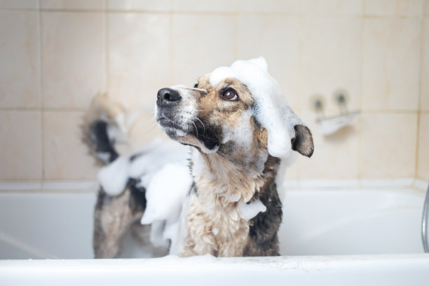 一只狗正在用肥皂和水洗澡图片下载
