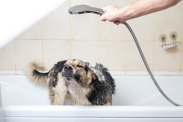 一只狗正在用肥皂和水洗澡图片下载