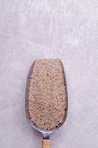 白色芡欧鼠尾草种子图片下载