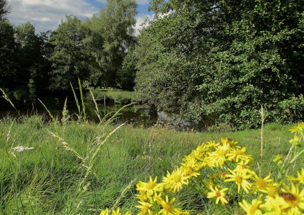 盛开的池塘图片下载