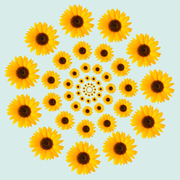 视错觉向日葵图案圆在蓝色背景上。夏观春观花。图片下载