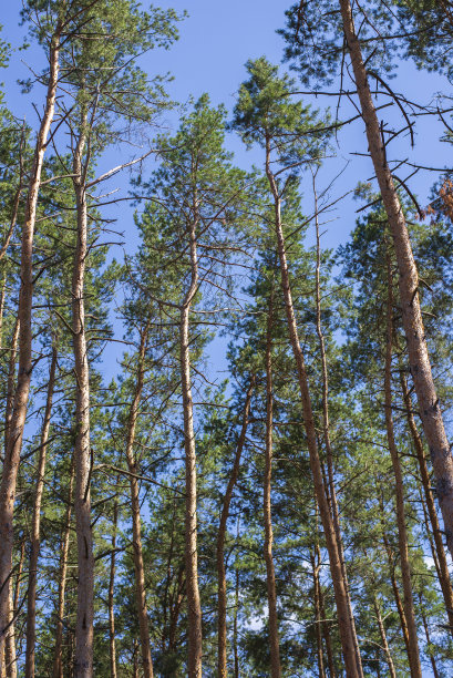 春天的松林。明亮对比的自然背景是蓝天和绿树在春天或夏天的组合。美丽自然休闲心情图片下载