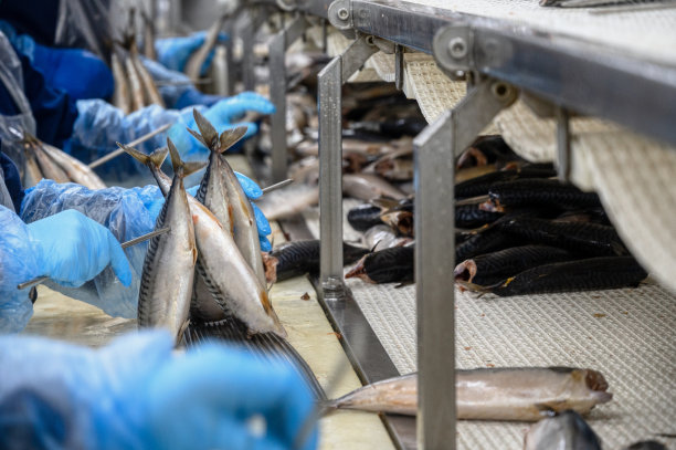 一名工人将新鲜的鲭鱼尸体放在一根金属棒上图片下载