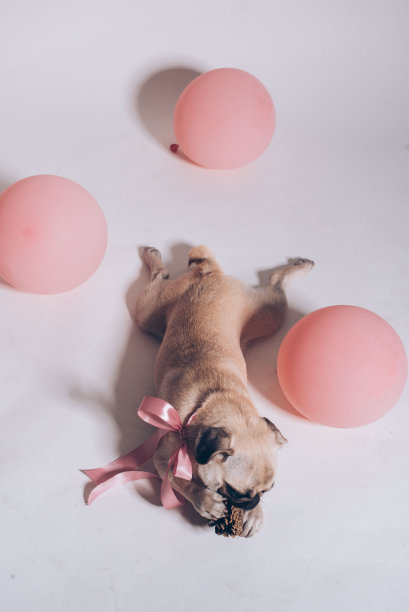 狗躺在地板上玩着一个松木疙瘩图片下载