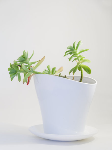 白色花盆，多肉植物小。图片下载