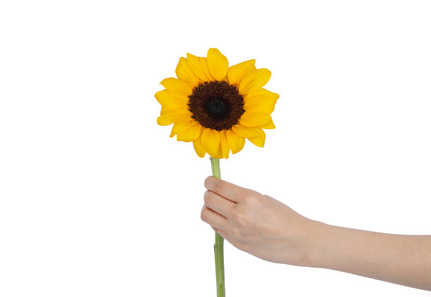 向日葵孤立在白色背景图片下载
