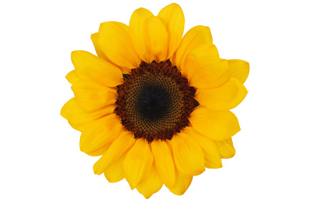 向日葵孤立在白色背景图片下载