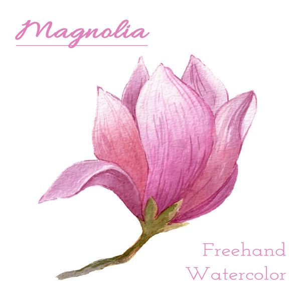 水彩枝粉红色木兰花在白色的背景。孤立花元素与包装图片下载