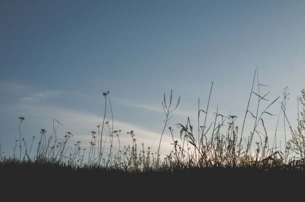 日落后，天空中野草的剪影。健美的形象。图片下载