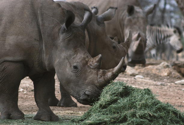 在纳米比亚的埃托沙国家公园，一头公白犀牛正在吃草。非洲的野生动物。图片下载