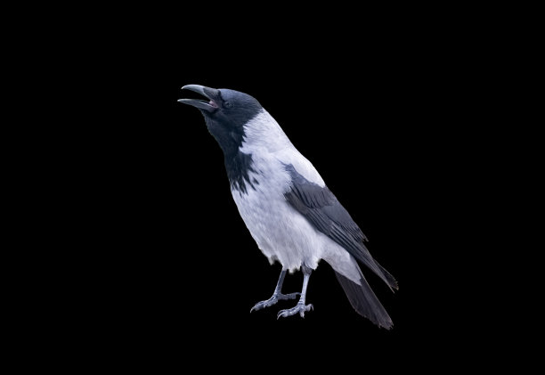 冬天常见的干芦苇。图片下载