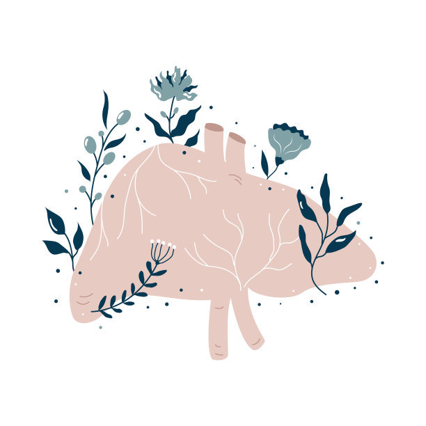 解剖肝有花和不同的植物。图片下载