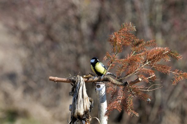 山雀在草地上行走，吃着从饲料上落下的葵花籽图片下载