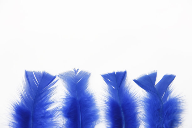 白色背景上的轻盈蓬松的鸟羽毛图片下载