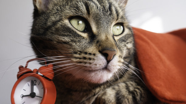 一只猫在早晨醒来的肖像旁边的时钟。图片下载