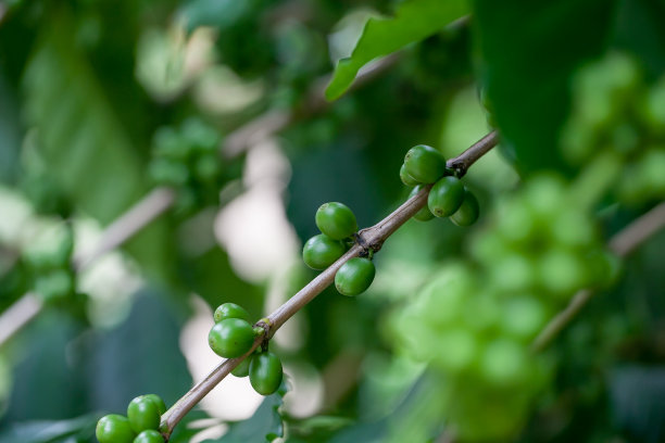 树上的阿拉比卡咖啡豆图片下载