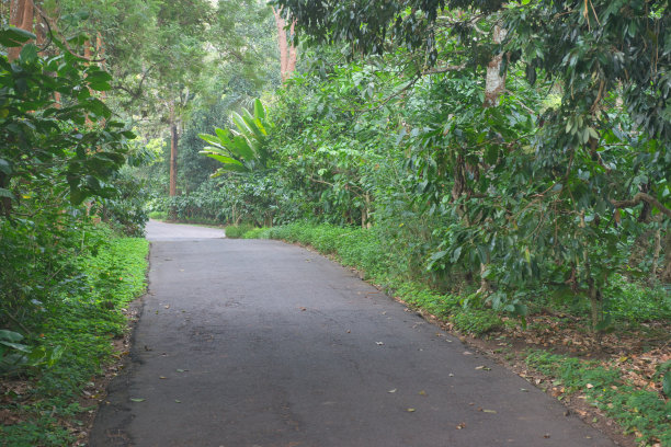 穿过热带森林的路图片下载