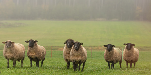 一群可爱的绵羊站在牧场上，互相看着镜头图片下载