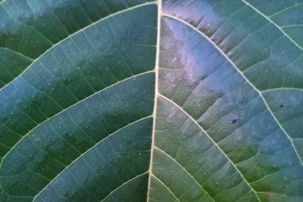 绿色的叶子图片下载