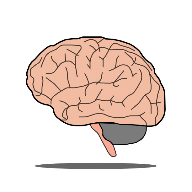 脑三维彩色矢量图像用于人体意识和心理疾病教育。图片下载