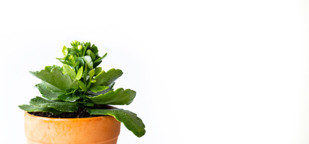白色背景的多肉室内植物陶罐。图片下载
