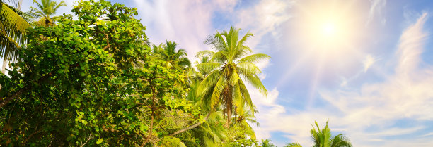 椰子树和天空的阳光。美丽的热带背景。图片下载