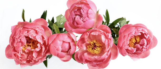 牡丹。图片下载