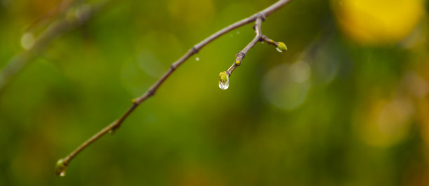 近距离观察针叶树枝上的雨滴。柔焦，低调。大气自然摄影。一颗孤立的雨滴落在树枝上。模糊的绿色背景，暖色调，秋色图片下载