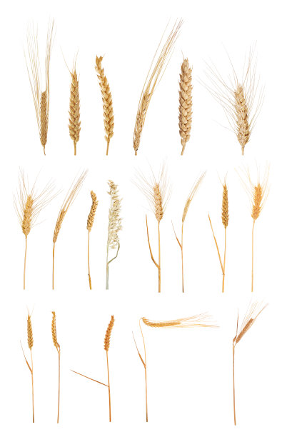 大组19种谷物孤立在白色上图片下载
