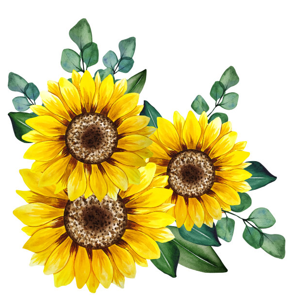 水彩向日葵花束，手绘向日葵花束，向日葵插花。婚礼邀请剪贴元素。水彩花卉。植物绘画。白色背景。图片下载