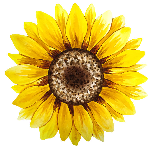 水彩向日葵手绘插图，水彩向日葵孤立在白色的背景。水彩花卉。植物图图片下载