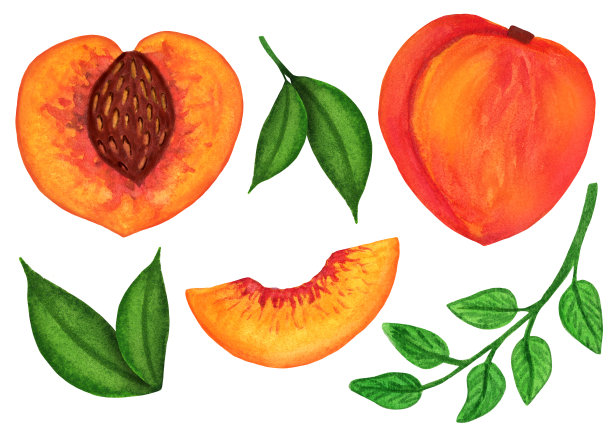 大水彩桃设置孤立的白色背景图片下载