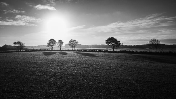 拼凑的田地之间的树木图片下载