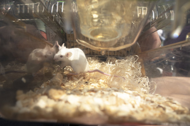 在笼子里救出实验室老鼠图片下载