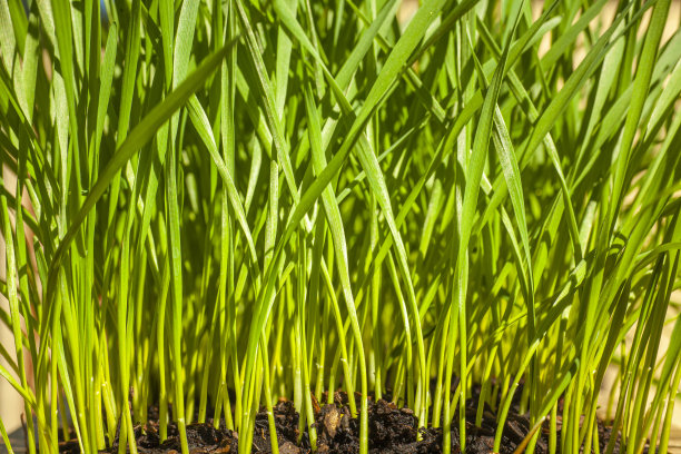 全面框架小麦草生长健康的生活方式图片下载