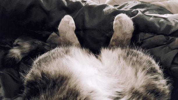 猫的腹部和后腿图片下载