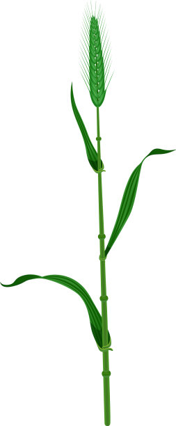 小麦现实图片下载