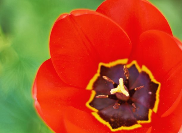 绿色地面上的红色郁金香图片下载