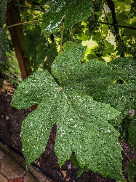 雨后新鲜的葡萄叶子，还被雨点覆盖着。图片下载