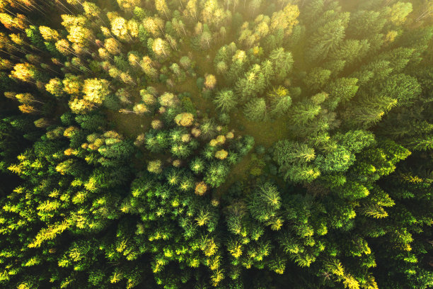 从上到下鸟瞰明亮的绿色云杉和秋天的黄色树木在秋天的森林。图片下载