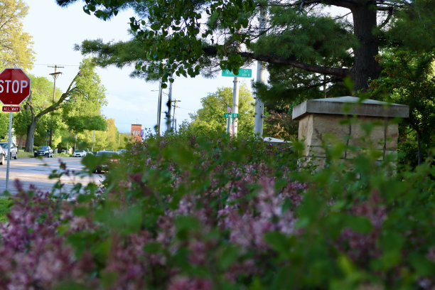 布什淡紫色图片下载