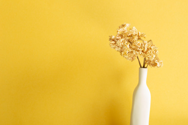 花瓶中的干绣球花。黄色背景图片下载