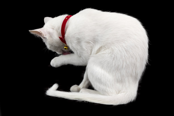 泰国白猫坐在黑色的背景。图片下载