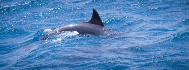 野生海豚在海里自由自在地游泳图片下载