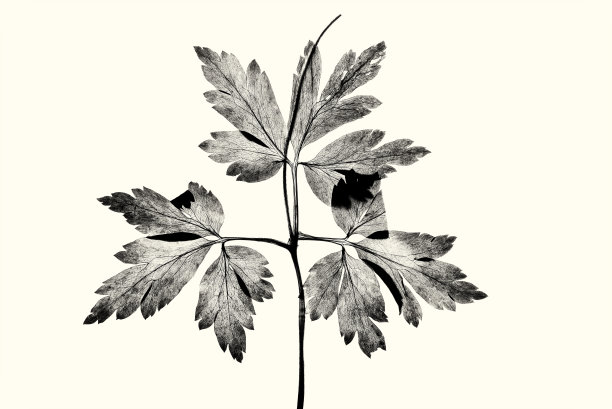 干燥的叶子压在略带黄色的背景上图片下载