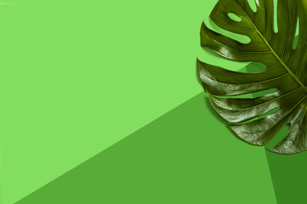 蒙斯特拉叶与复制空间上的绿色背景图片下载