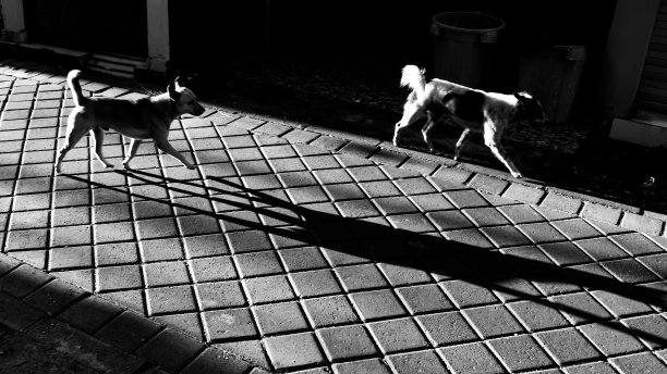 黄金螺旋线图片下载