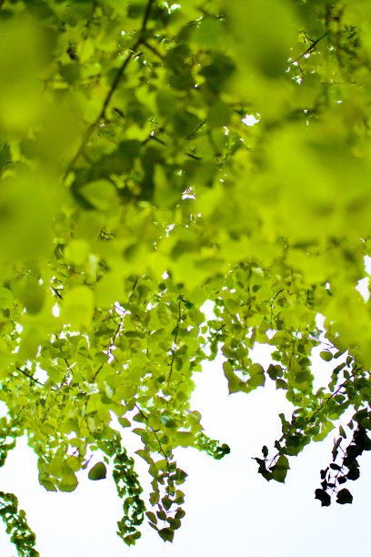 大自然中的绿色图片下载